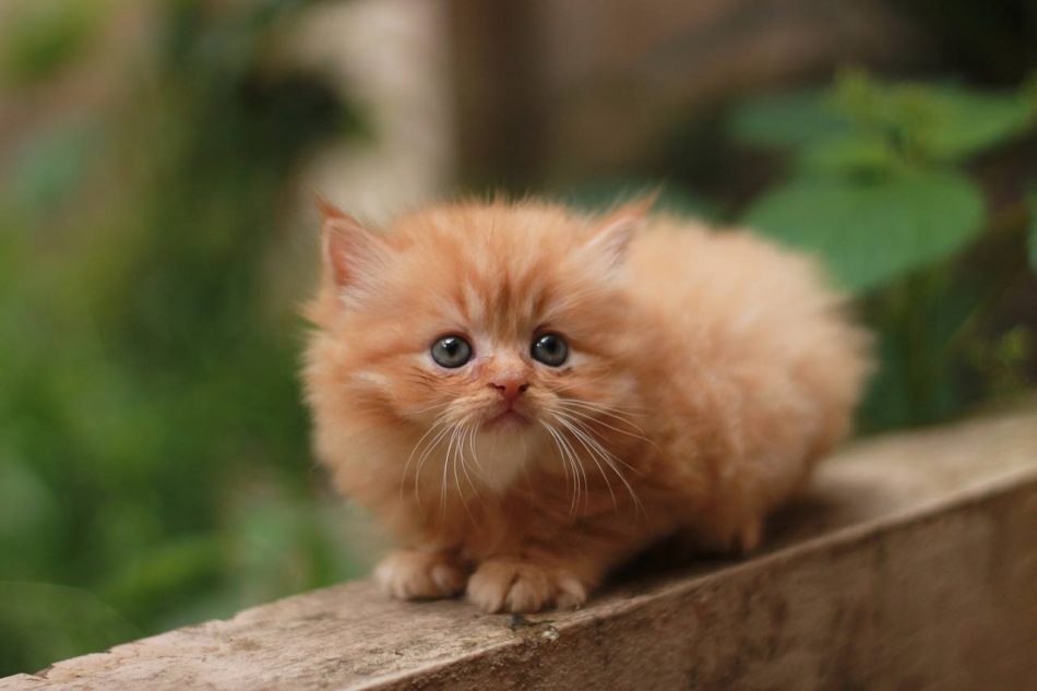 Perzische kat kitten