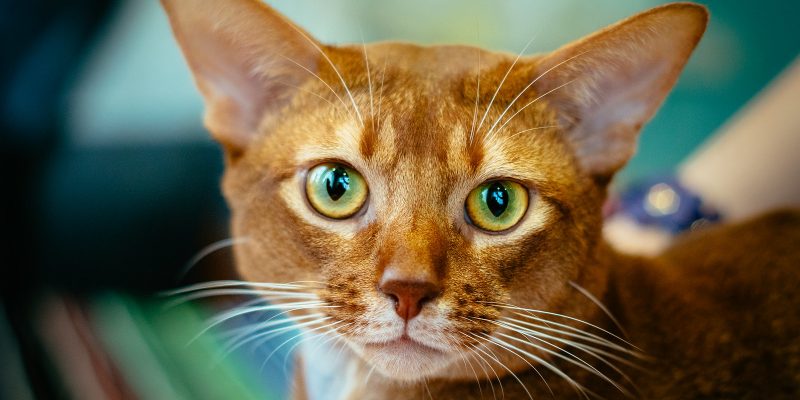 Abessijnse kat
