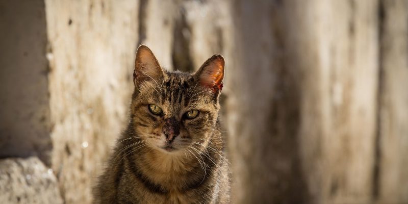 Egeïsche kat