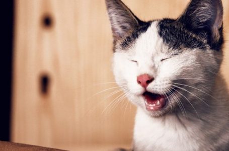 5 leuke feiten over katten snorharen