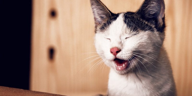5 leuke feiten over katten snorharen