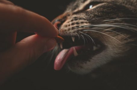 Kunnen katten kaas eten?
