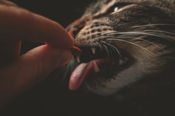 Kunnen katten kaas eten?