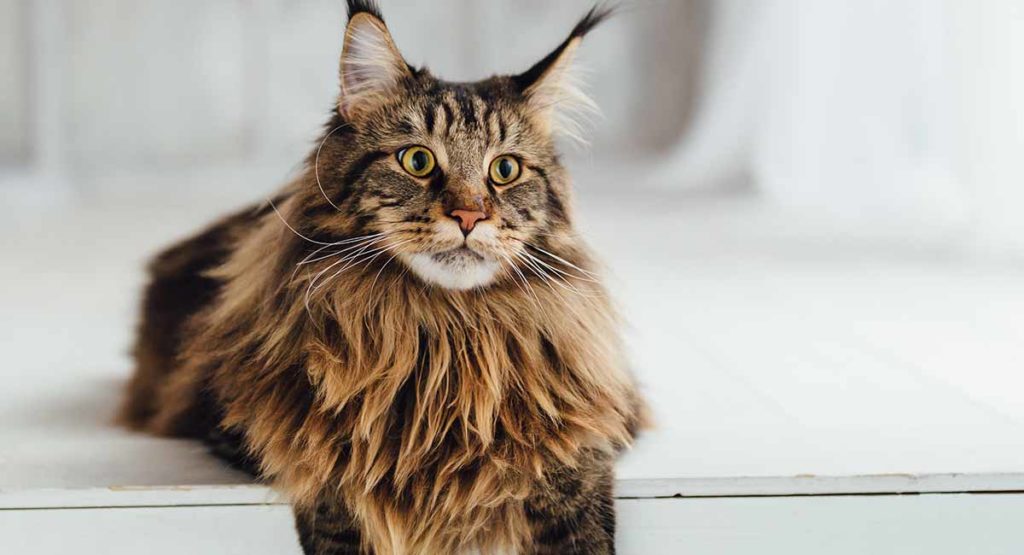 Maine Coon kattenras