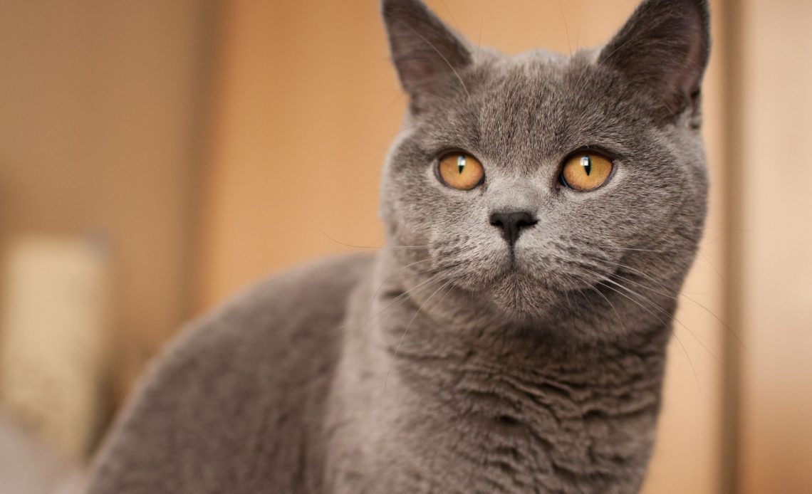 Brits Korthaar Kattenrassenwijzer