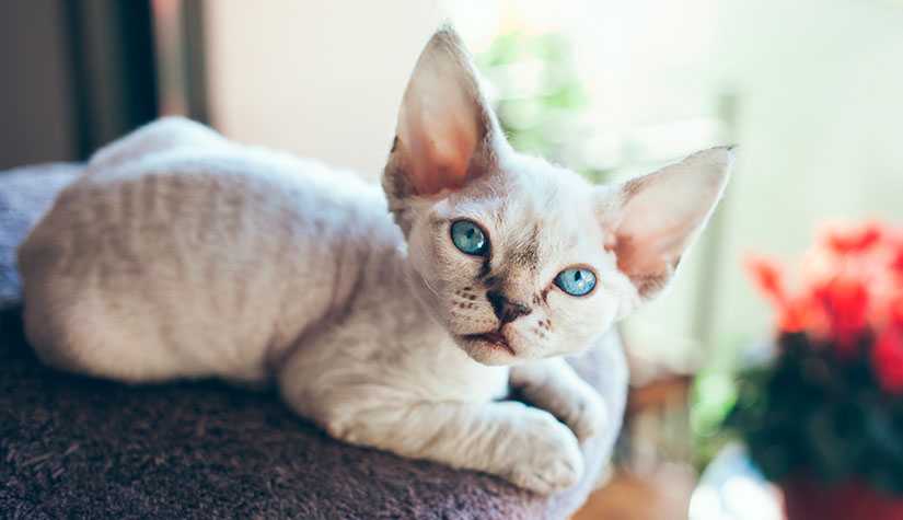 devon rex kat