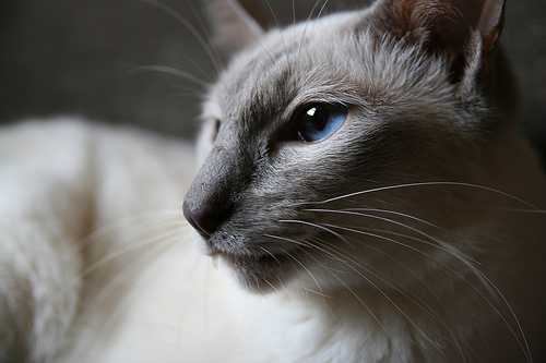 Javaanse Kantjil Javaanse kat - Kattenrassenwijzer