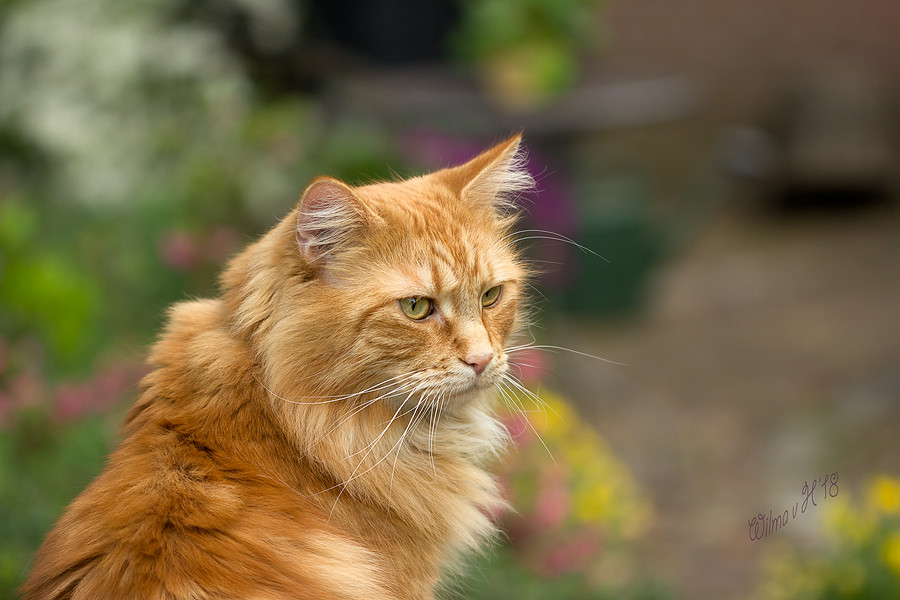 maine coon kat