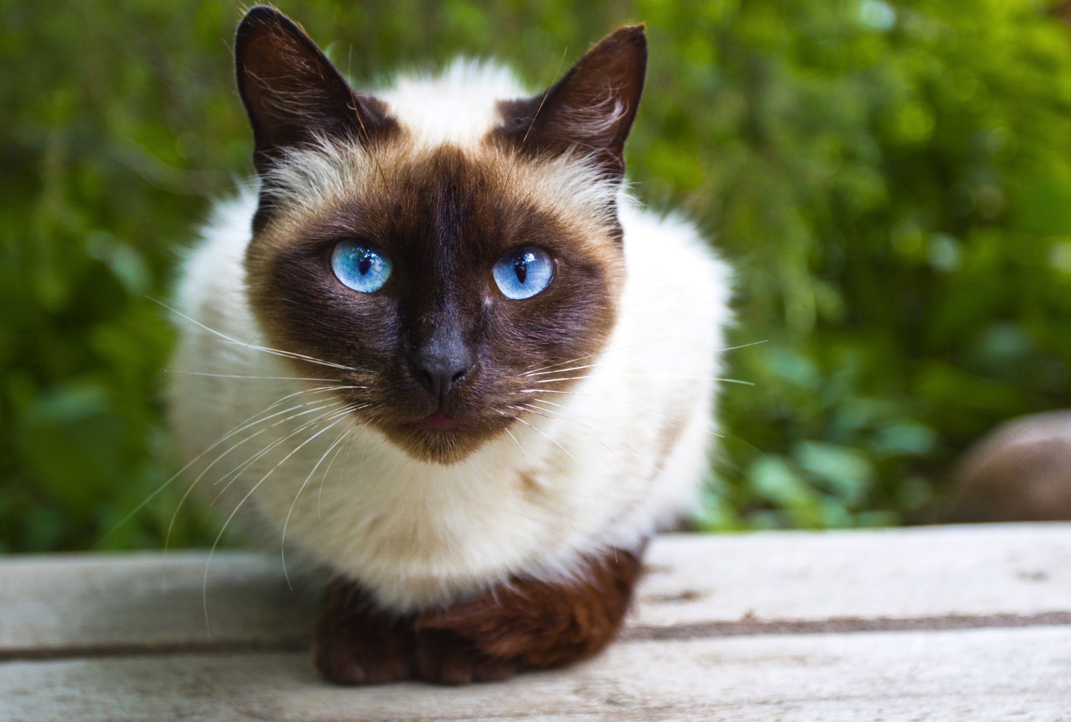 siamese kat